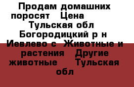 Продам домашних поросят › Цена ­ 2 500 - Тульская обл., Богородицкий р-н, Иевлево с. Животные и растения » Другие животные   . Тульская обл.